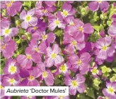  ??  ?? Aubrieta ‘Doctor Mules’