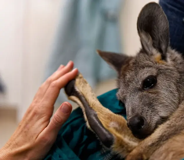  ??  ?? Above: A sedated wallaby, one of the few survivors of Australia’s climate fires of 2019-20, is treated at Southern Cross Wildlife Care, a voluntary-run veterinary hospital in New South Wales.