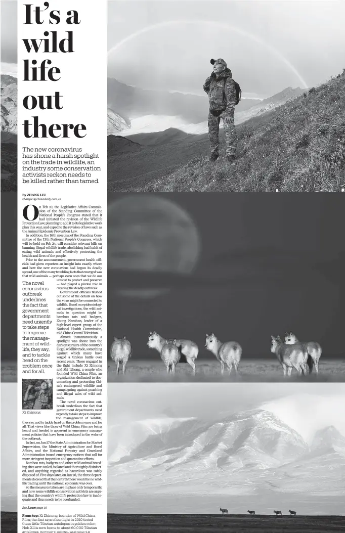  ?? PHOTOS BY XI ZHINONG / WILD CHINA FILM ?? From top: Xi Zhinong, founder of Wild China Film; the first rays of sunlight in 2010 tinted these little Tibetan antelopes in golden color; Hoh Xil is now home to about 60,000 Tibetan antelopes.