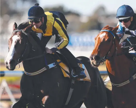  ?? Picture: BRETT COSTELLO ?? Star sprinter Trapeze Artist tunes up for his return to racing in a recent Rosehill barrier trial.