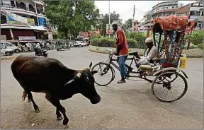  ??  ?? En Inde, des vaches seront installées dans les prisons pour aider les détenus.