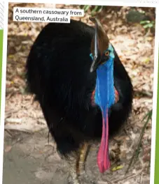  ?? ?? A southern cassowary from Queensland, Australia