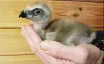  ??  ?? The Martial eagle chick is given back to his parents at the Elite Falconry centre in Kirkcaldy.