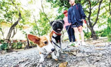  ?? HONG MENEA ?? People can exercise with their pets for free in Odom Garden Park.