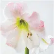  ?? FOTO: ANDREA WARNECKE/DPA ?? Amaryllis sind besonders zur Weihnachts­zeit beliebte Pflanzen. Mit einfachen Tricks blühen sie jedes Jahr wieder.