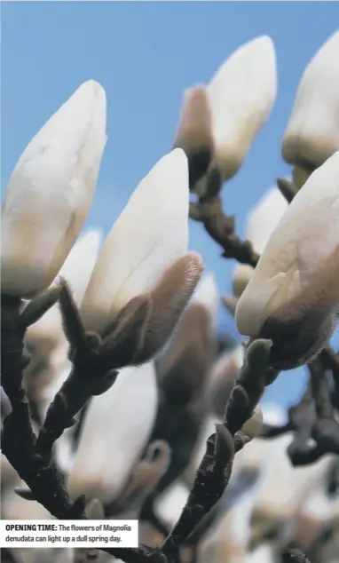  ?? ?? OPENING TIME: The flowers of Magnolia denudata can light up a dull spring day.