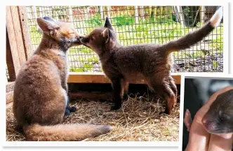  ??  ?? Inset, right, a helpless baby fox gets some TLC and main picture the same fox, healthy and happy, with playmate a few months on