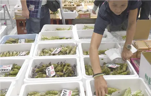  ?? — AFP photo ?? A worker of fruit and vegetables brokerage shop picks ‘Wasabi’ at the new Toyosu fish market, the first day of the market’s opening in Tokyo on Oct 11.