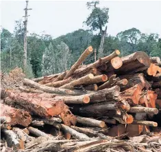  ??  ?? Sustainabl­e investing can help to avoid the plight of Tasmania’s old growth forests