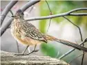  ?? ERNIE COWAN FOR THE U-T ?? A fledgling roadrunner at Mt. Hoo.