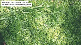  ??  ?? Persistent lawn weeds should be treated while they are in growth