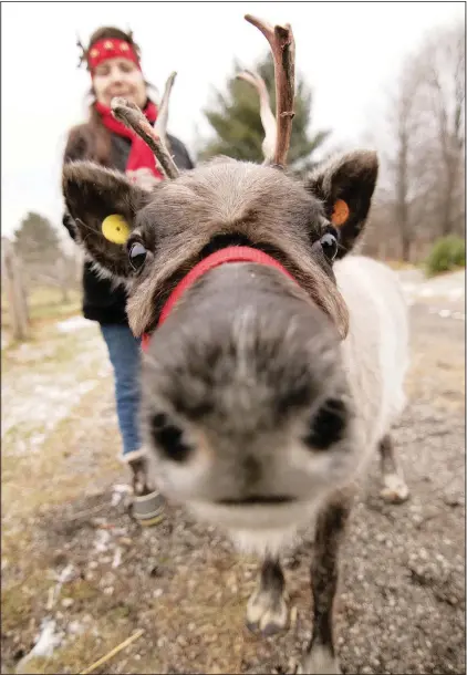  ?? (AP/Livingston County Daily Press & Argus/Gillis Benedict) ?? Martha May, a 7-month-old reindeer, goes in for a close-up Dec. 9 as Judy Walsh holds her leash at Shining Star Ranch in Iosco Township, Mich.