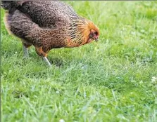  ?? Michael Henninger/Post-Gazette ?? A chicken searches for worms in a Laurel Gardens backyard. The University of Pennsylvan­ia School of Veterinary Medicine offers informatio­n on its website to help chicken keepers and their families stay healthy.