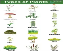  ?? ?? Were you able to name them all?
As you can see, plants and animals, are living things.
In the charts below you will see the seven features that show that something is living.
Here is MRS NERG.