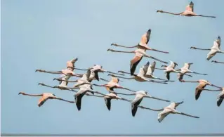  ?? ?? ABOVE:
A flock of flamingos fly over Florida Bay on Tuesday.