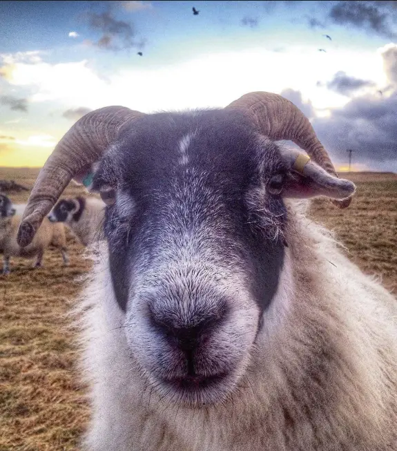  ??  ?? Above: The couple have around 25 sheep,mainly blackface, on the croft. Right: Familycat Monica.