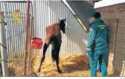  ?? H. I. ?? Un guardia civil con la yegua con claros síntomas de desnutrici­ón.