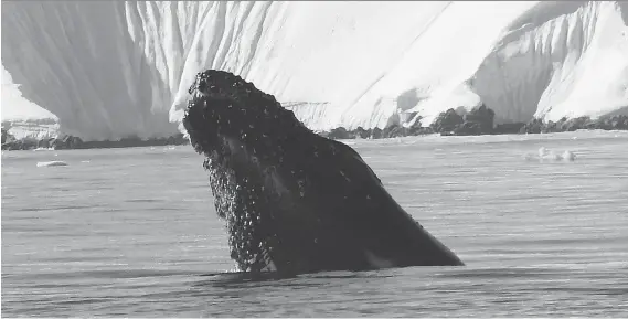  ?? DAPHNE BRAMHAM ?? A humpback whale surfaces in Antarctic waters. The whales feed on krill, and if the krill population drops, there can be a cascading effect on the region’s biodiversi­ty.