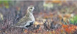  ??  ?? ●●The golden plover has shown signs of recovery
PHOTO: RSPB