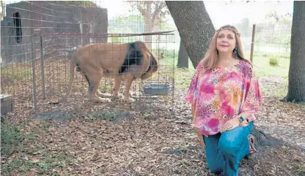  ?? NETFLIX ?? Netflix’s “Tiger King: Murder, Mayhem and Madness” features Carole Baskin, CEO of Big Cat Rescue in Tampa. The show took the number one spot for Reelgood’s top 10 reality TV and documentar­y series watched during quarantine from March 15-May 31, 2020.