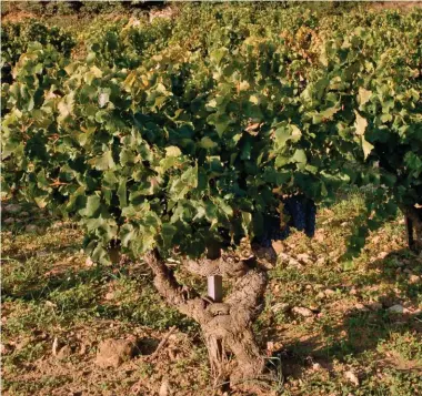  ?? Le vignoble de château Rayas à Châteauneu­f-du-Pape. ??