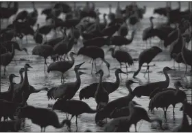  ?? Chicago Tribune (TNS)/E. JASON WAMBSGANS ?? Lesser sandhill cranes fly in at dusk to roost on the Platte River near Gibbon, Neb.