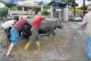  ?? Picture: AFP ?? RESCUE PUSH: Residents push a hippopotam­us along a flooded street in Tbilisi yesterday. Tigers, lions, jaguars, bears and wolves yesterday escaped from flooded zoo enclosures in the Georgian capital. At least 10 people have drowned