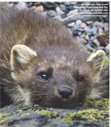  ??  ?? Pine martens have broad diets: those living near the sea forage for shellfish and crustacean­s, and may even predate shorebird eggs.