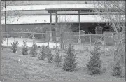  ?? Doug Walker / Rome News-Tribune ?? A row of Nellie Stevens holly trees has been planted to buffer the view of Ira Levy’s Paper Recovery recycling center on East Sixth Street from Oakdene property owners.