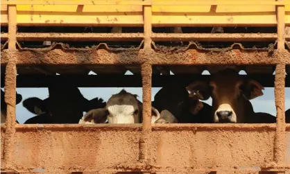  ?? Photograph: Dave Hunt/AAP ?? Animals Australia says cattle will not be sufficient­ly protected from brutal treatment until sanctions include licence suspension­s.