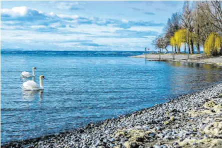  ?? Gesehen von Silja Meyer-Zurwelle ?? Zwei Synchronsc­hwimmer – bereit für eine Neuauflage von Schwanense­e in Immenstaad?