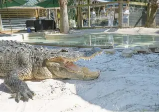  ?? WILLIE J. ALLEN JR./ORLANDO SENTINEL ?? Crusher opens his mouth wide as park visitors look into the enclosure at the huge alligator at Wild Florida park in Orlando on Feb. 26, 2021.