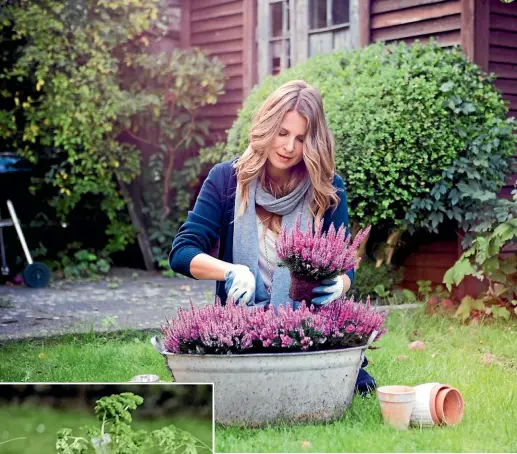  ??  ?? Women in the
18- to 35-yearold age group have gone crazy for house plants, but vegetables and herbs have been the most popular postlockdo­wn.