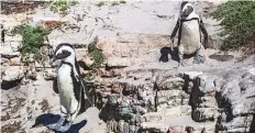  ?? The New York Times ?? ■ More than 60 endangered African penguins were recently found dead, all with multiple bee stings and no other injuries.