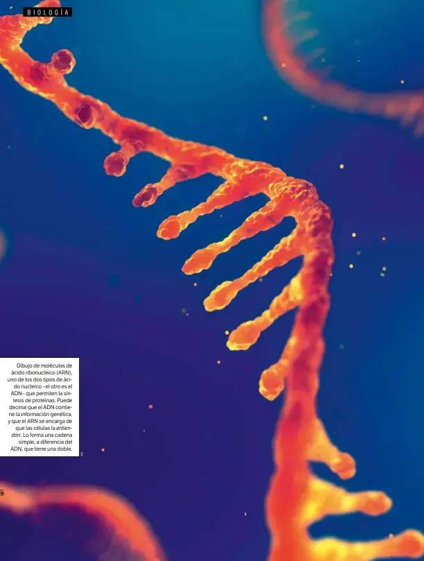  ??  ?? Dibujo de moléculas de ácido ribonuclei­co (ARN), uno de los dos tipos de ácido nucleico –el otro es el ADN– que permiten la síntesis de proteínas. Puede decirse que el ADN contiene la informació­n genética, y que el ARN se encarga de que las células la entiendan. Lo forma una cadena simple, a diferencia del ADN, que tiene una doble.