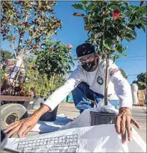  ?? NICK ELLIS / FOR THE CALIFORNIA­N ?? Martin Lopez wraps up a bush for a customer at Bolles Nursery Landscape on Friday morning.