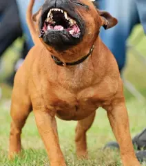  ??  ?? Powerful jaws: A Staffordsh­ire bull terrier