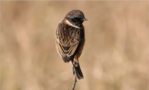  ??  ?? ● Stonechat at Crosby Coastal Path by Thomas McKibbin. If you would like to see your pictures in our paper, please submit your photos by joining our Flickr group at flickr.com/groups/scenebyyou or by tweeting us @Visiter