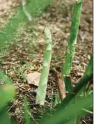  ??  ?? The farm’s cooler environs allow Hercus and Fritz to grow things such as garlic chives (left) and asparagus that are usually not easy to produce in a tropical climate.