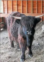  ??  ?? June Farms in West Sand Lake specialize­d in heritage breeds like Scottish Highland Cattle.