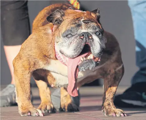  ??  ?? AN English bulldog has been named the winner of the 2018 World’s Ugliest Dog contest in the San Francisco Bay Area.
Zsa Zsa, 9, won the title on Saturday night at the Sonoma-Marin Sonoma-Marin Fairground­s in Petaluma.
The dog’s owner Megan Brainard