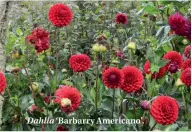  ??  ?? Dahlia ‘Barbarry Americano’.