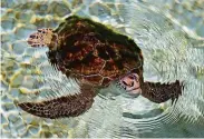  ?? Kamran Jebreili / Associated Press ?? A rescued Green sea turtle swims at a conservati­on reserve in Kalba, United Arab Emirates.