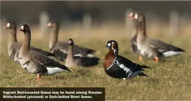  ??  ?? Vagrant Red-breasted Geese may be found among Russian White-fronted (pictured) or Dark-bellied Brent Geese.