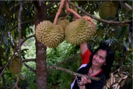  ?? Photo by Redjie Melvic Cawis ?? DURIAN HARVEST. Robelle Cayat harvests durian grown in Sablan, Benguet in time for the 3rd Sablan Fruit Festival this weekend.