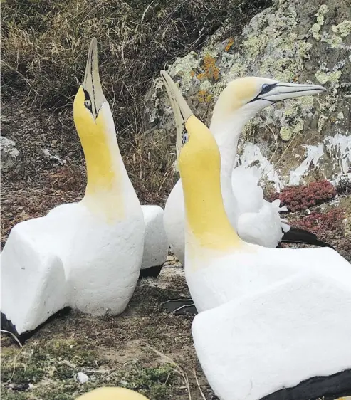  ?? CHRIS BELL / NEW ZEALAND CONSERVATI­ON OFFICER ?? Nigel with some concrete friends. His sad life was not without significan­ce: Before Nigel’s death he attracted other gannets to the lonely New Zealand island he’d made his own, a place where a real colony might one day flourish.