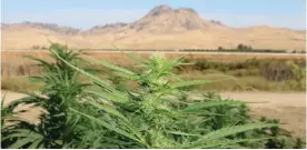  ?? Courtesy photo ?? Hemp plants growing in a Sutter County field in 2019.