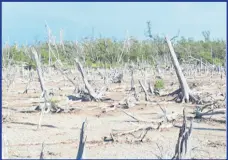  ?? ?? Degraded mangrove forest in south Clarendon Subject of UWI SODECO Restoratio­n Programme