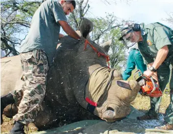 ?? DR ?? África do Sul intensific­a combate aos caçadores furtivos e traficante­s de corno de rinoceront­e