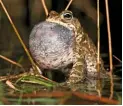  ??  ?? The Natterjack, or ‘Running toad’, has olive eyes and skin with a yellowy stripe. Its swelling throat intensifie­s its call.